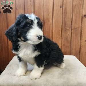 Madison, Bernedoodle Puppy